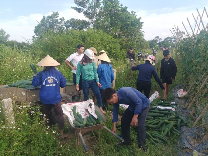 Vườn bí xanh của lão nông bất ngờ bị kẻ xấu cắt gốc, chặt quả - Ảnh 3.