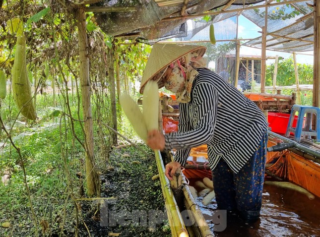 Nghỉ việc ngân hàng lương cao, chàng trai Bắc Ninh biến xơ mướp thành sản phẩm xuất khẩu nghìn đô - Ảnh 5.