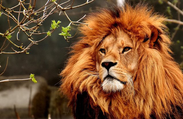 Hổ và sư tử, con nào mạnh hơn? 3 vị vua đã cho 2 loài đọ sức, kết quả đầy bất ngờ - Ảnh 1.