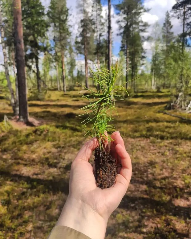 Cuộc thi ôm cây kỳ lạ ở Phần Lan - nơi con người được chữa lành bằng những cái ôm thiên nhiên vào lòng - Ảnh 22.
