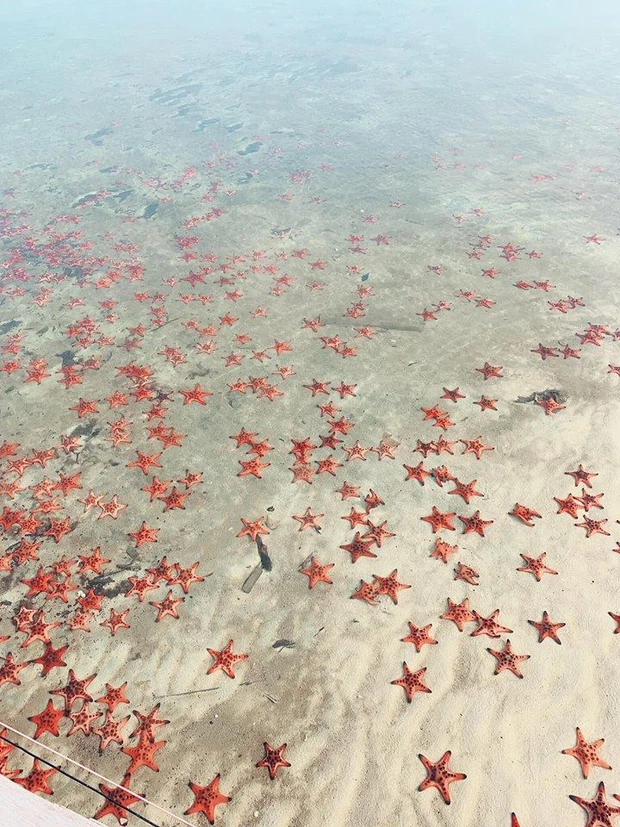 Tàn phá sao biển, san hô để chụp ảnh sống ảo: Hành động cần dừng ngay để bảo vệ môi trường biển - Ảnh 11.