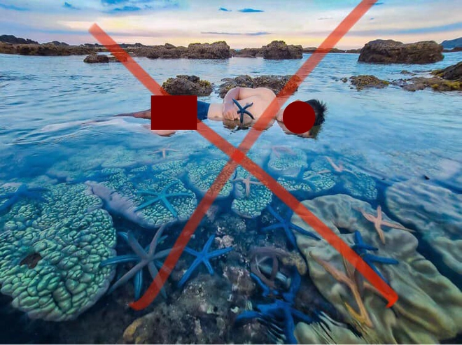 Tàn phá sao biển, san hô để chụp ảnh sống ảo: Hành động cần dừng ngay để bảo vệ môi trường biển - Ảnh 5.