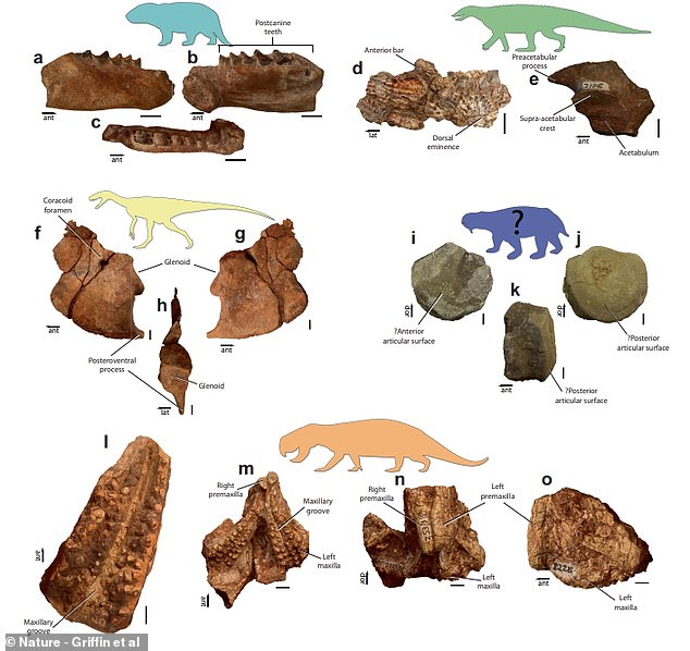 Hóa thạch khủng long hoàn chỉnh và lâu đời nhất của châu Phi được tìm thấy ở Zimbabwe - Ảnh 5.