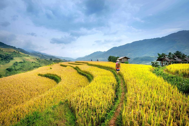 Khách Tây đi săn cánh đồng lúa đẹp nhất Việt Nam: Chặng đường dài nhưng quá xứng đáng - Ảnh 3.