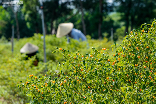Ảnh: Mục sở thị khu vườn trồng loại ớt đắt nhất thế giới ở Hà Tĩnh - Ảnh 2.
