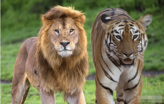Hổ và sư tử luôn đi đường vòng để tránh đụng mặt với gấu trúc, vì sao? - Ảnh 1.