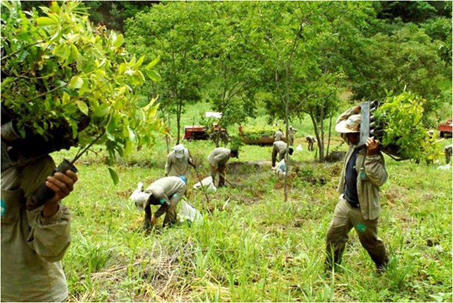 Vợ chồng nhiếp ảnh gia nổi tiếng dành 20 năm để hồi sinh một vùng đất chết rộng hơn 700ha - Ảnh 1.