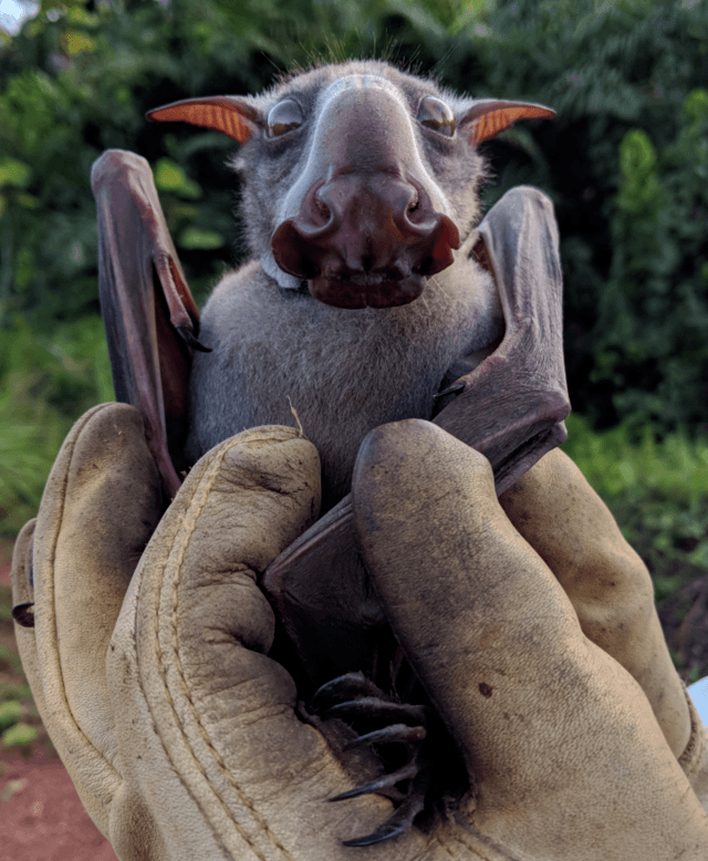 Dơi đầu búa: Loài Megabat Châu Phi được mệnh danh là một trong những sinh vật xấu xí nhất thế giới! - Ảnh 4.
