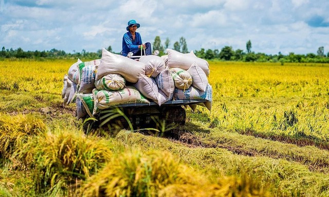  Không kém dầu hay khí đốt, loại lương thực quan trọng số một thế giới này cũng đang nằm giữa vòng xoáy tăng giá  - Ảnh 3.