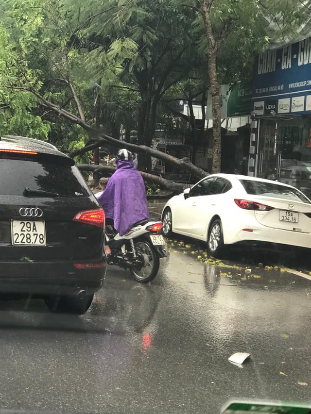 Clip Hà Nội mưa lớn, cây lớn bật gốc đè ô tô bẹp rúm - Ảnh 3.