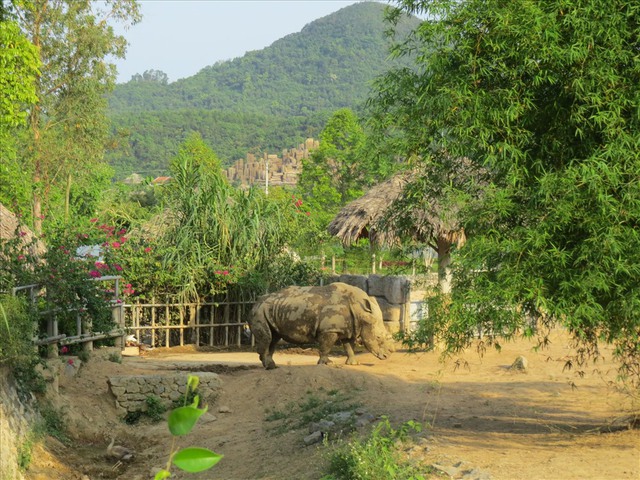 Công an vào cuộc điều tra vụ 6 con tê giác quý hiếm chết tại khu sinh thái ở Nghệ An - Ảnh 2.