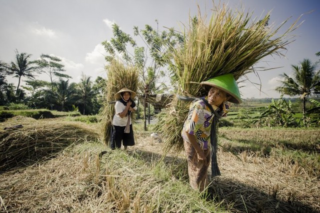  Không kém dầu hay khí đốt, loại lương thực quan trọng số một thế giới này cũng đang nằm giữa vòng xoáy tăng giá  - Ảnh 2.