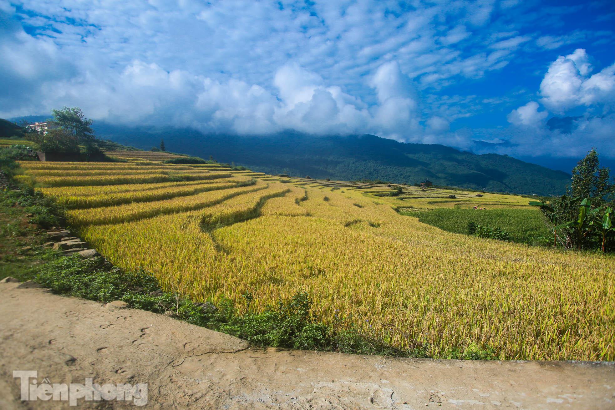 Ruộng bậc thang Y Tý vào mùa vàng: Thiên đường là đây! - Ảnh 14.