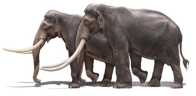 Các nhà khảo cổ học Israel tìm thấy ngà của một loài voi khổng lồ 500.000 năm tuổi - Ảnh 7.