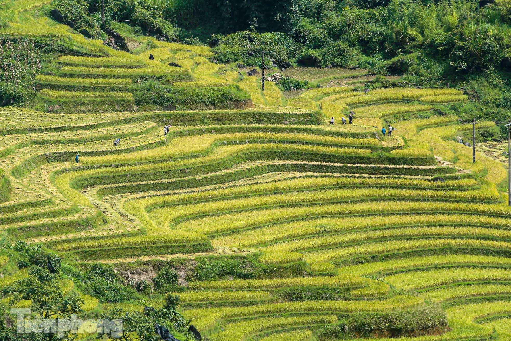 Ruộng bậc thang Y Tý vào mùa vàng: Thiên đường là đây! - Ảnh 1.