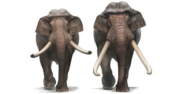 Các nhà khảo cổ học Israel tìm thấy ngà của một loài voi khổng lồ 500.000 năm tuổi - Ảnh 6.