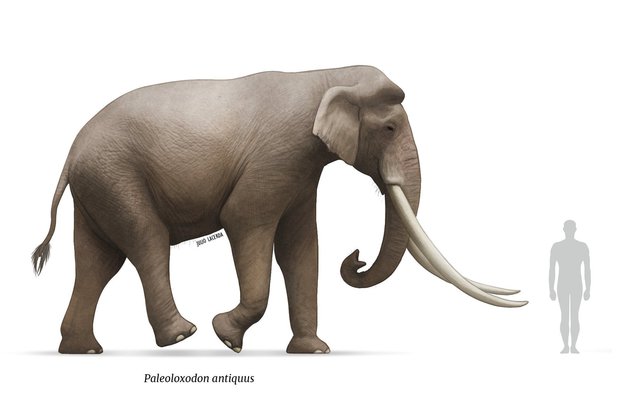 Các nhà khảo cổ học Israel tìm thấy ngà của một loài voi khổng lồ 500.000 năm tuổi - Ảnh 4.