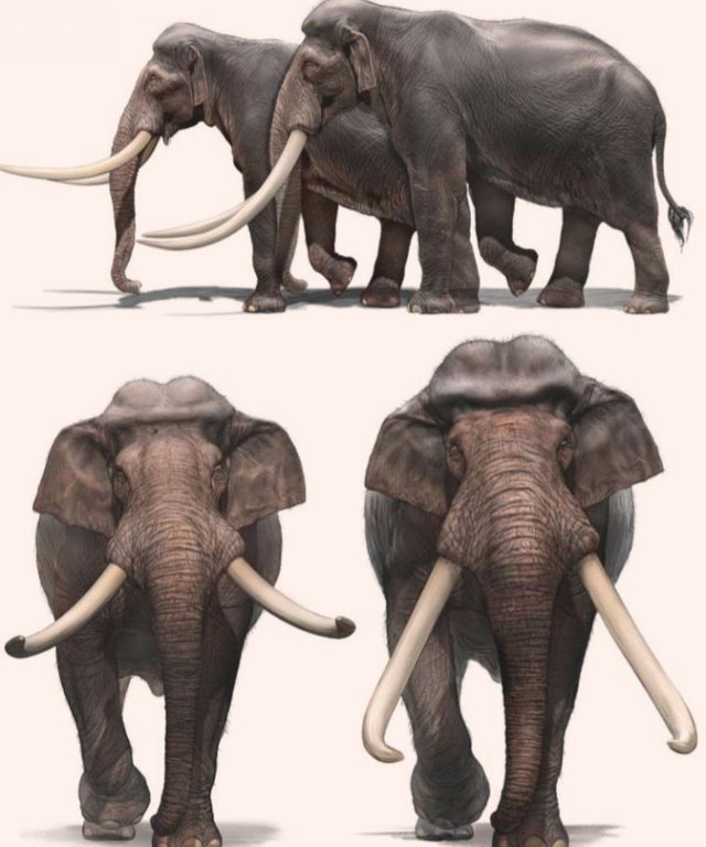 Các nhà khảo cổ học Israel tìm thấy ngà của một loài voi khổng lồ 500.000 năm tuổi - Ảnh 3.