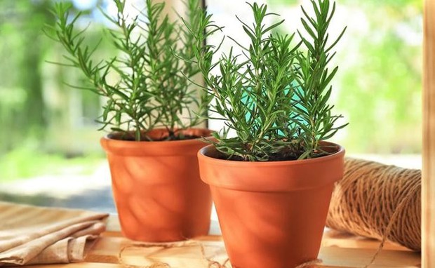 Cách trồng thảo mộc xanh tốt trên bệ cửa sổ giúp ngôi nhà ngập hương thơm - Ảnh 4.