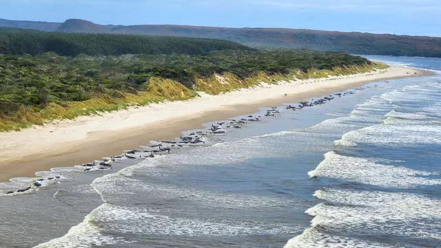 Hơn 200 cá voi mắc cạn tập thể ở Tasmania, chỉ 35 con sống sót - Ảnh 1.