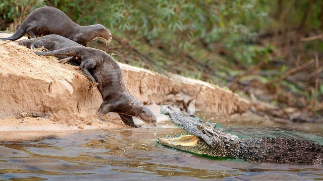 Bất ngờ với loài vật có vẻ ngoài thánh thiện lại khiến cá sấu và báo đốm bỏ chạy khi gặp - Ảnh 6.