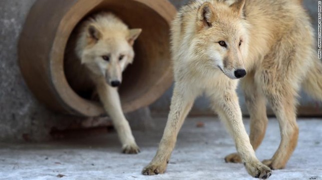 Trung Quốc nhân bản sói Bắc Cực, mở ra hướng cứu động vật quý hiếm nhưng gây tranh cãi - Ảnh 2.