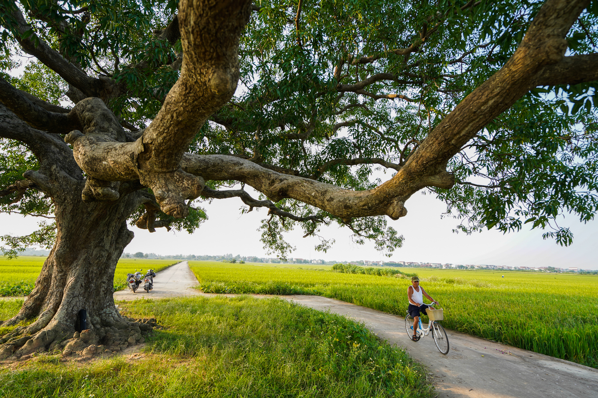 Khám phá điểm check-in siêu đẹp tại cây muỗm hơn 600 năm tuổi tại Bắc Ninh - Ảnh 6.