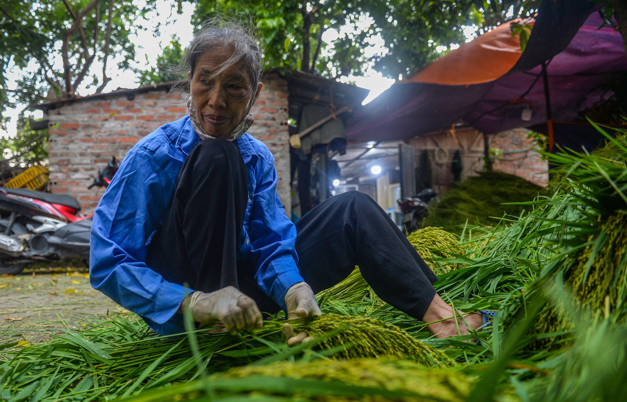 Hà Nội: Làng cốm Mễ Trì tất bật vào vụ lớn nhất trong năm - Ảnh 3.