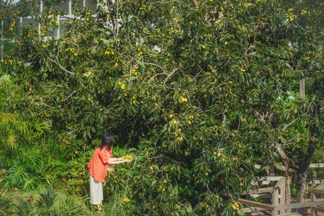 5 vườn hồng trĩu quả ở Đà Lạt vừa đẹp lại cho ăn thỏa thích tại chỗ đang chờ bạn ghé thăm - Ảnh 22.