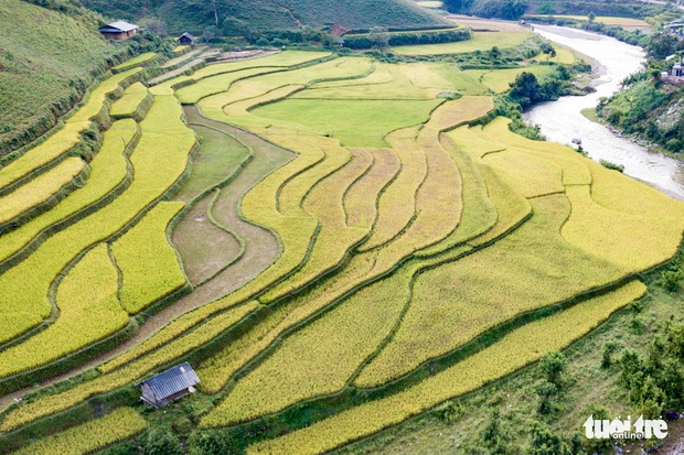 Từng đoàn xe nối nhau đi ngắm mùa vàng ở Mù Cang Chải - Ảnh 3.