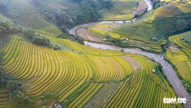 Từng đoàn xe nối nhau đi ngắm mùa vàng ở Mù Cang Chải - Ảnh 1.