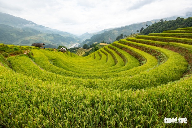 Từng đoàn xe nối nhau đi ngắm mùa vàng ở Mù Cang Chải - Ảnh 10.