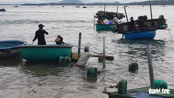  Dân Phú Yên hối hả vớt cả triệu con tôm hùm giống chạy bão số 4  - Ảnh 4.