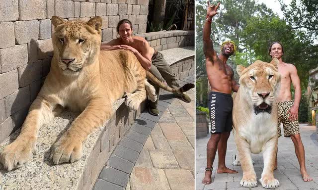 Loài “mèo” lớn nhất thế giới, có kích thước tương đương với một con hổ răng kiếm - Ảnh 2.