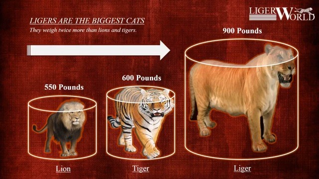 Loài “mèo” lớn nhất thế giới, có kích thước tương đương với một con hổ răng kiếm - Ảnh 1.