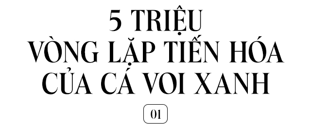 Lắng nghe nhịp đập trái tim của loài động vật lớn nhất từng tồn tại trên Trái Đất - Ảnh 4.