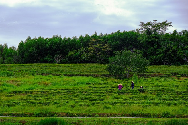 Những đồi chè xanh ngát có cảnh đẹp như phim ở khắp Việt Nam - Ảnh 28.
