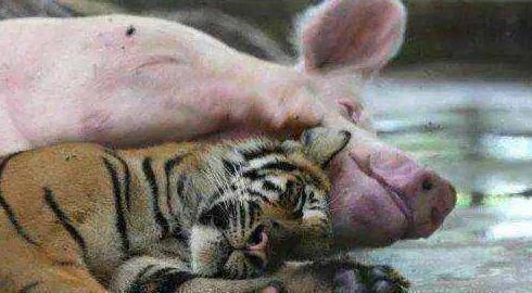 Tình mẫu tử diệu kỳ giữa lợn mẹ và hổ con - Ảnh 3.