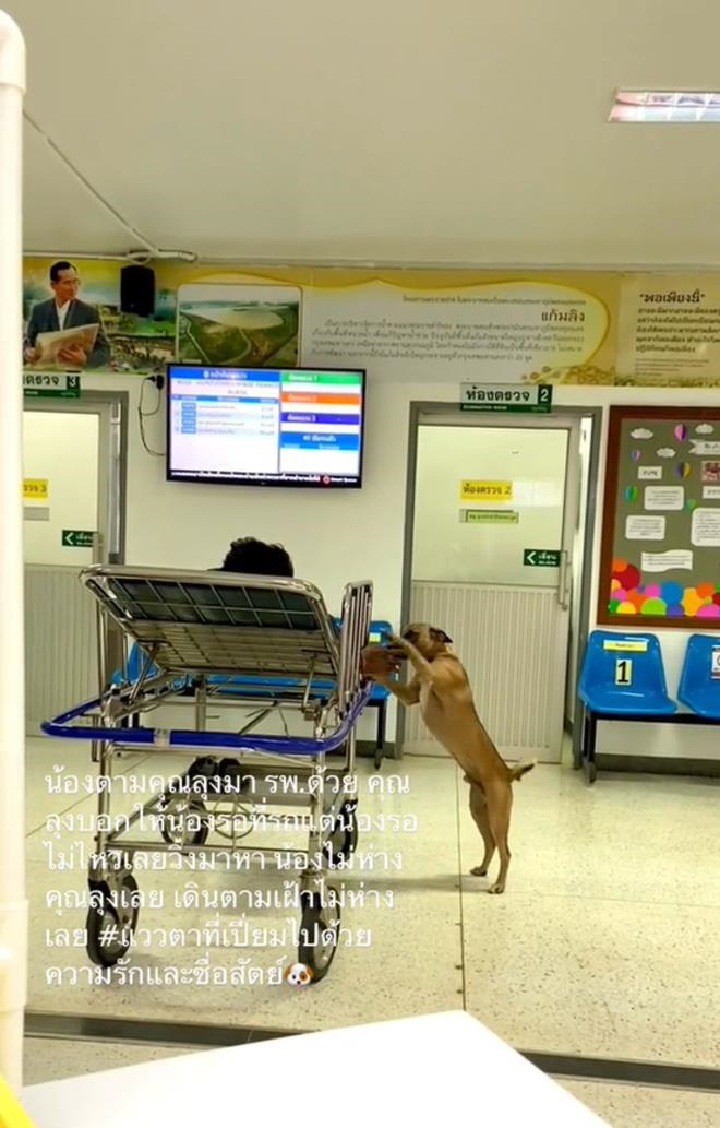 Cảnh chú chó ‘chăm’ chủ nhân khi nhập viện, nửa bước không rời hút triệu view - Ảnh 4.