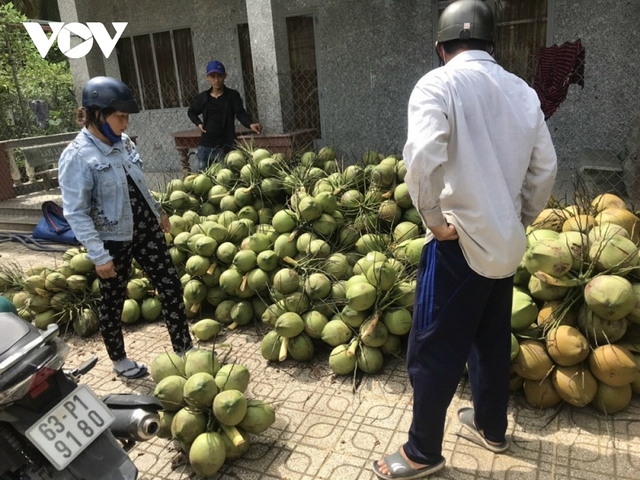  Trái dừa rớt giá thê thảm do mưa bão kéo dài  - Ảnh 1.