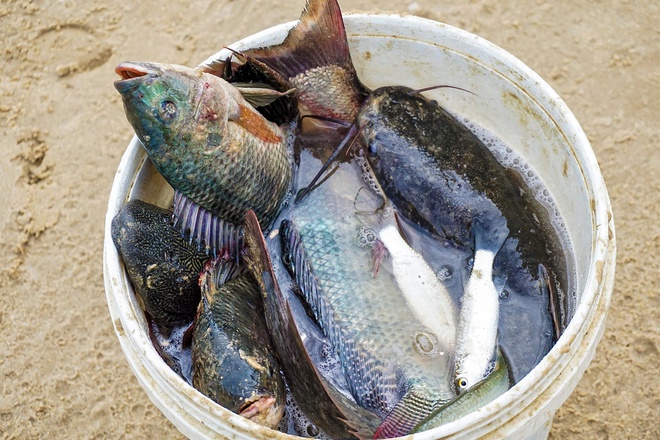  Nghề độc chỉ có sau bão ở Đà Nẵng: Ra biển săn cá nước ngọt khủng - Ảnh 15.