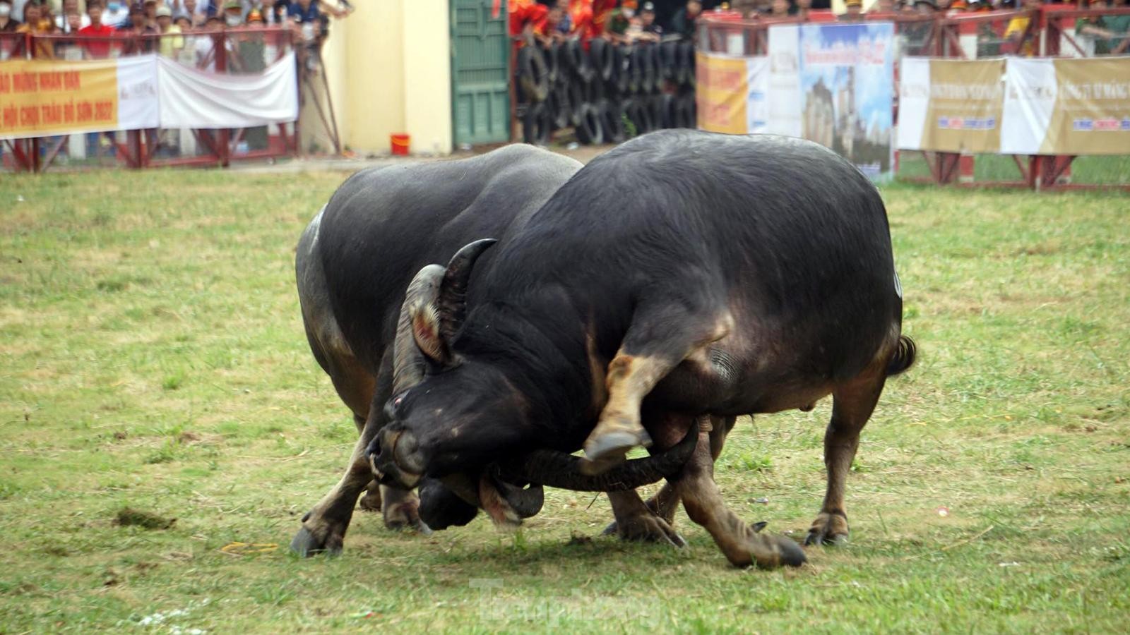 Hàng vạn khán giả xem chọi trâu Đồ Sơn sau 2 năm tạm hoãn vì Covid-19 - Ảnh 7.