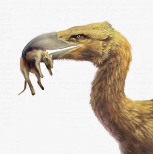 Tại sao chim khủng bố - Phorusrhacids lại là loài động vật ăn thịt đáng sợ nhất thời tiền sử? - Ảnh 4.