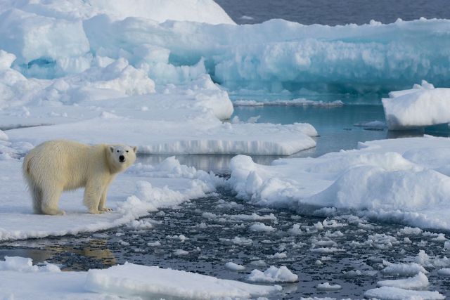 Các nhà khoa học đề xuất 2 sáng kiến không tưởng để cứu lớp băng vùng cực, thoạt nghe ai cũng cho là viển vông - Ảnh 3.