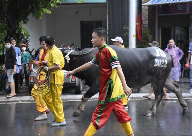  Ban tổ chức lễ hội chọi trâu Đồ Sơn lên tiếng nghi vấn trâu chọi bị tiêm chất kích thích - Ảnh 1.