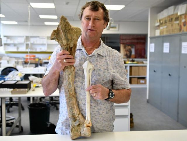 Điều gì đã khiến cho loài vịt quỷ khổng lồ của Australia tuyệt chủng? - Ảnh 3.