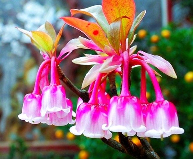 Độc, lạ đào chuông Yên Tử được đại gia truy lùng chơi Tết - Ảnh 2. Độc, lạ đào chuông Yên Tử được đại gia truy lùng chơi Tết - Ảnh 2.