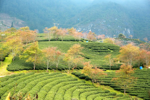 Đồi chè Ô Long mùa đông đẹp như bức tranh vẽ ở SaPa - Ảnh 9. Đồi chè Ô Long mùa đông đẹp như bức tranh vẽ ở SaPa - Ảnh 9.