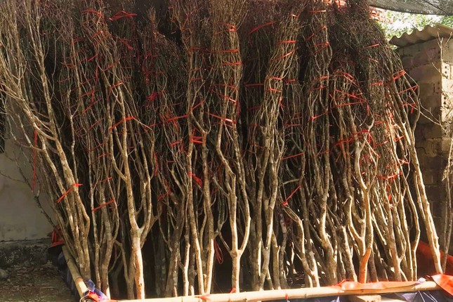 Độc, lạ đào chuông Yên Tử được đại gia truy lùng chơi Tết - Ảnh 7. Độc, lạ đào chuông Yên Tử được đại gia truy lùng chơi Tết - Ảnh 7.
