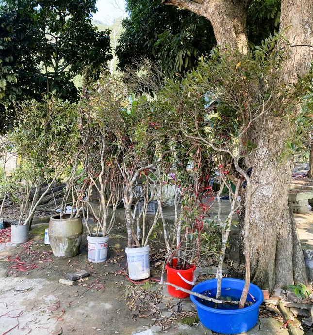 Độc, lạ đào chuông Yên Tử được đại gia truy lùng chơi Tết - Ảnh 6. Độc, lạ đào chuông Yên Tử được đại gia truy lùng chơi Tết - Ảnh 6.